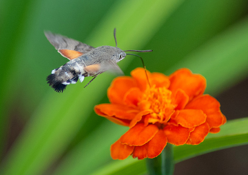 Фотографія macroglossum stellatarum II / Орест Сивак / photographers.ua