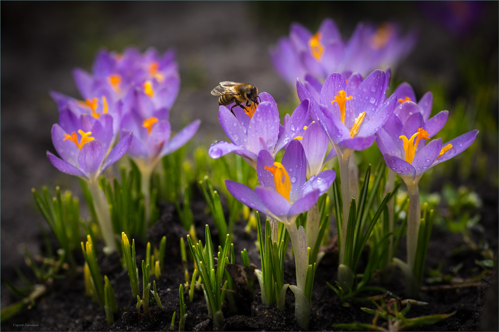 Фотографія Весна прийшла. / Сергій Гончаров / photographers.ua