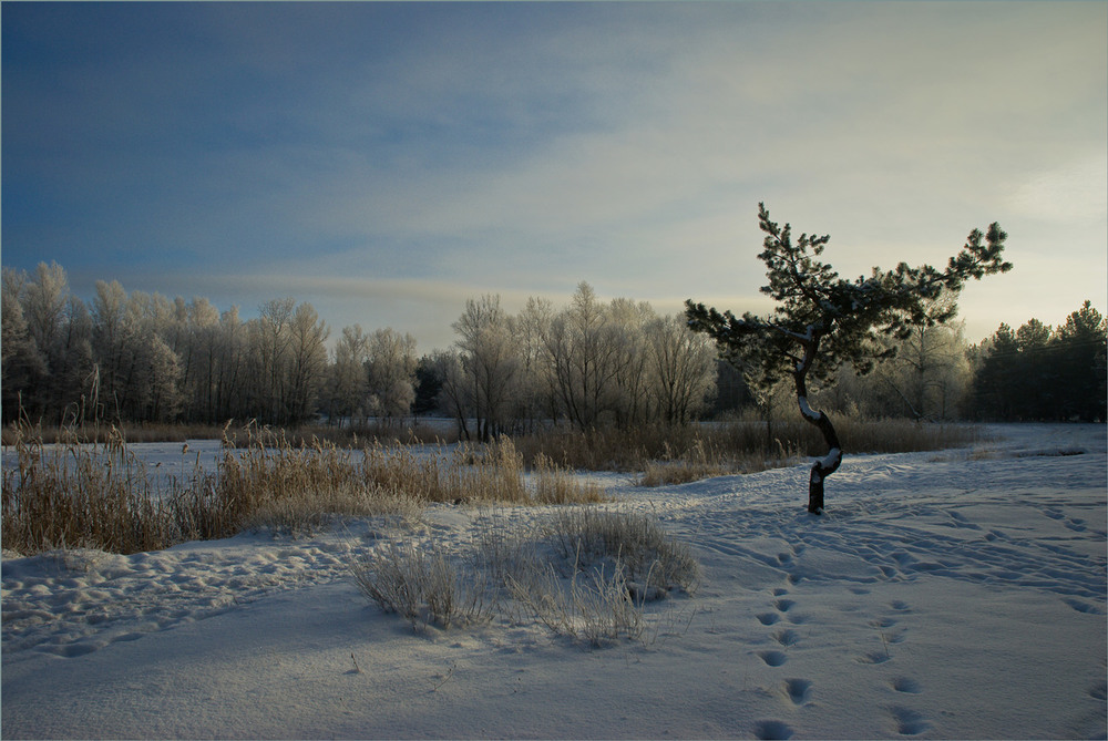 Фотографія Зимовим ранком. / Сергій Гончаров / photographers.ua