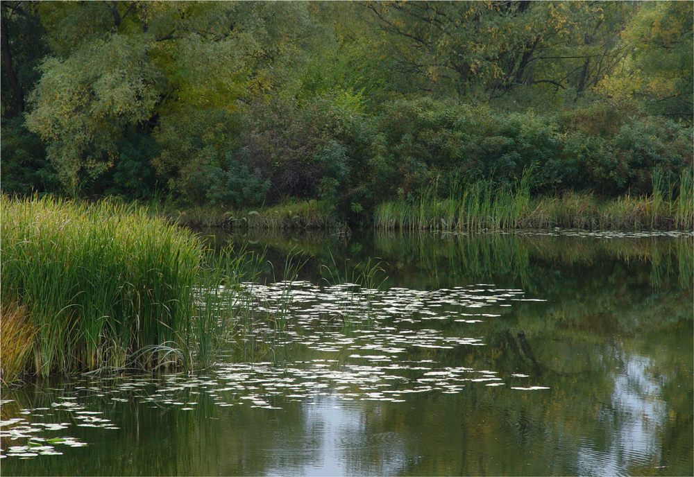Фотографія Озерце з рибою. / Сергій Гончаров / photographers.ua