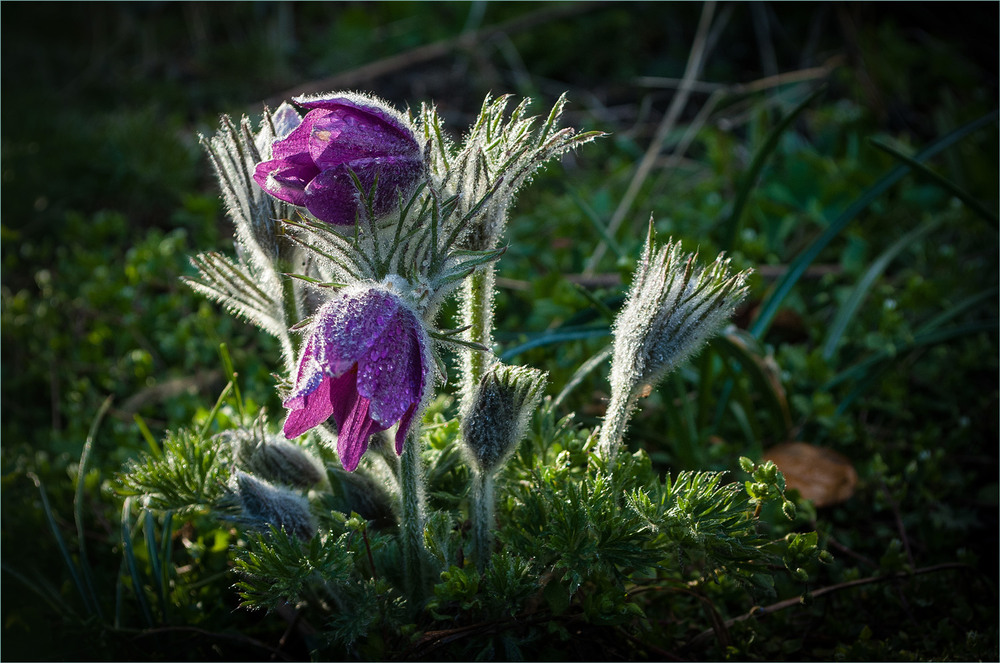 Фотографія Після дощика в четверг. / Сергій Гончаров / photographers.ua