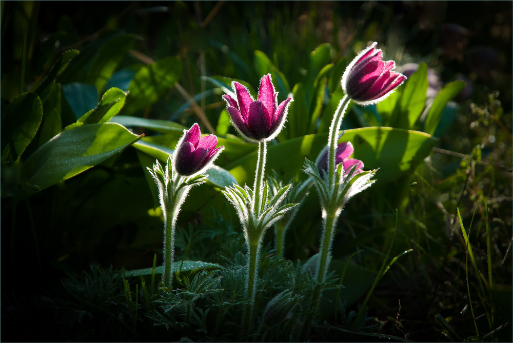Фотографія Тато,мама і я. / Сергій Гончаров / photographers.ua