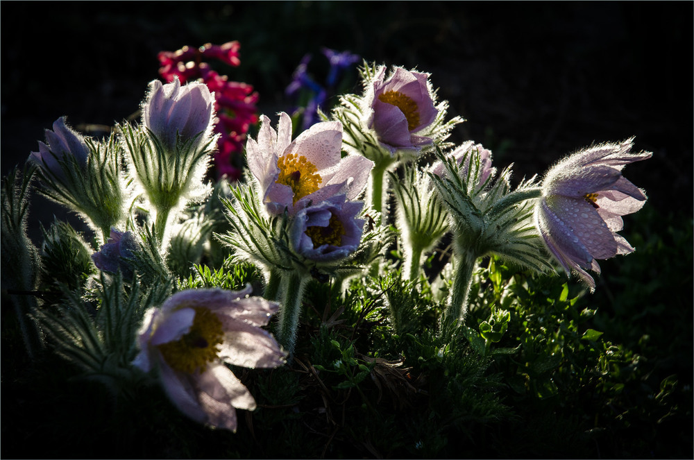 Фотографія Приблуди у мене у дворі.. / Сергій Гончаров / photographers.ua