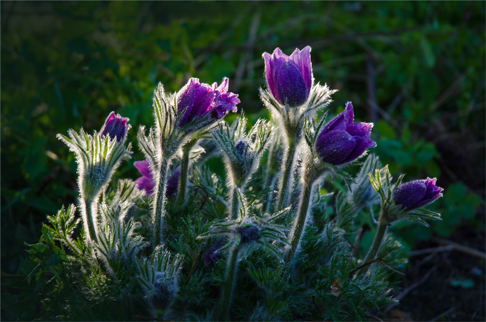 Фотографія Крайні промені гарного дня. / Сергій Гончаров / photographers.ua
