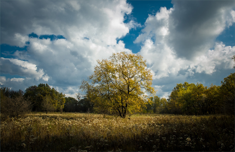 Фотографія Одинока осінь. / Сергій Гончаров / photographers.ua