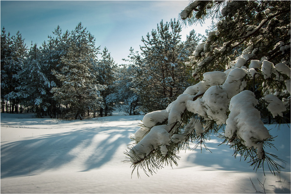 Фотографія Зима прийшла / Сергій Гончаров / photographers.ua