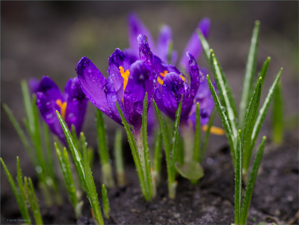 Фотографія Весна,пора крокусів цвітіння. / Сергій Гончаров / photographers.ua