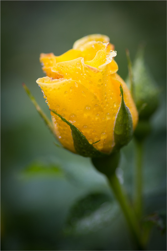 Фотографія Просто троянда. / Сергій Гончаров / photographers.ua