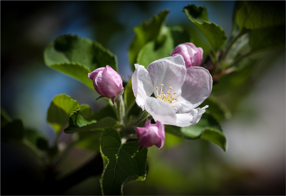 Фотографія Квітка яблуні / Сергій Гончаров / photographers.ua