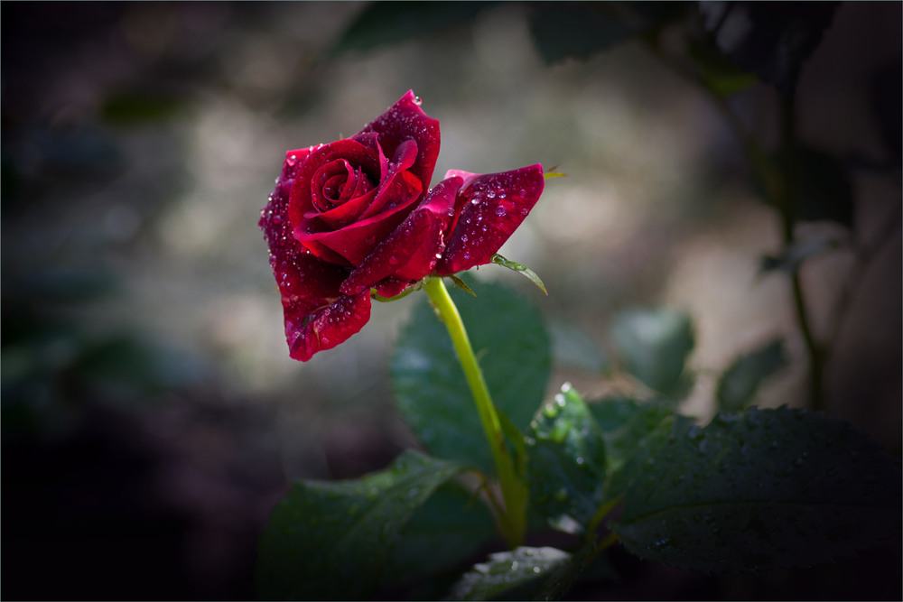Фотографія Троянда в росі. / Сергій Гончаров / photographers.ua