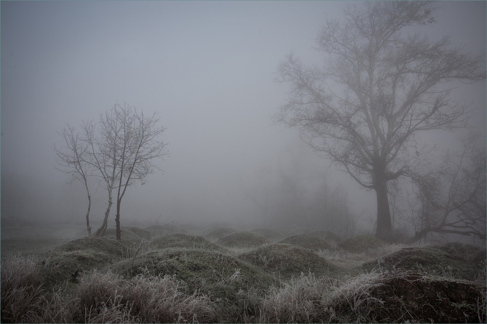 Фотографія Мурашники і туман.:) / Сергій Гончаров / photographers.ua