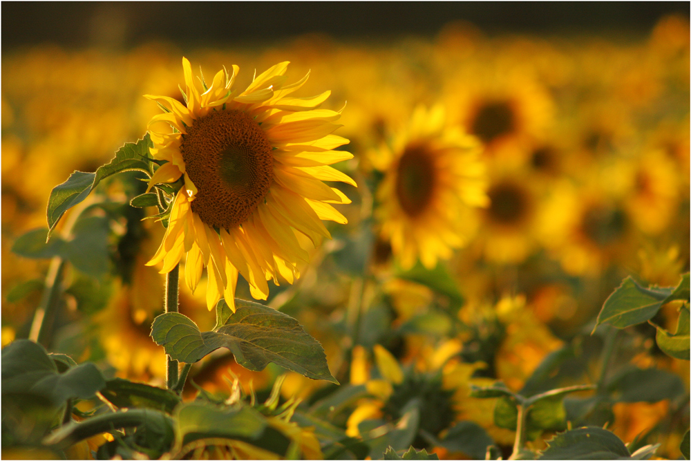 Фотографія Сонячна квітка / Сергій Гончаров / photographers.ua