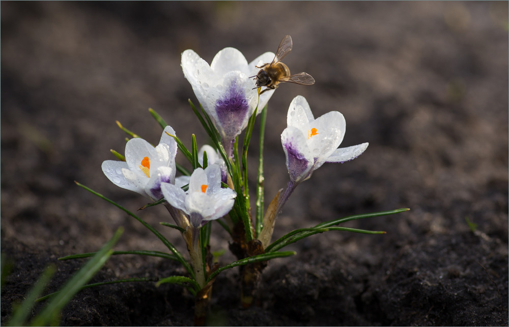 Фотографія Весна у дворі. / Сергій Гончаров / photographers.ua