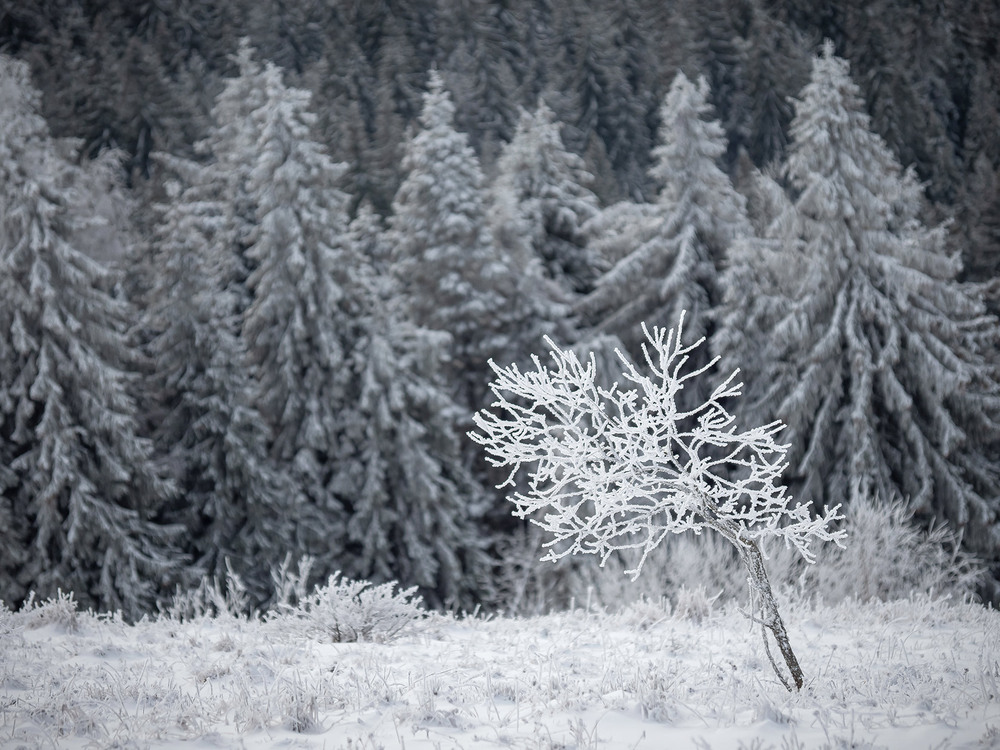 Фотографія Frozen isolation / Василь Андруник (Aprox) / photographers.ua
