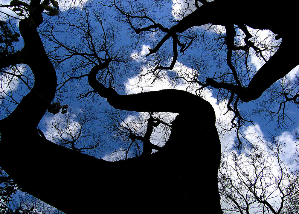 Фотографія Погляд в небо... (color) / Василь Андруник (Aprox) / photographers.ua