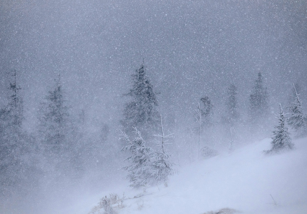 Фотографія Blizzard in the Carpathians / Василь Андруник (Aprox) / photographers.ua