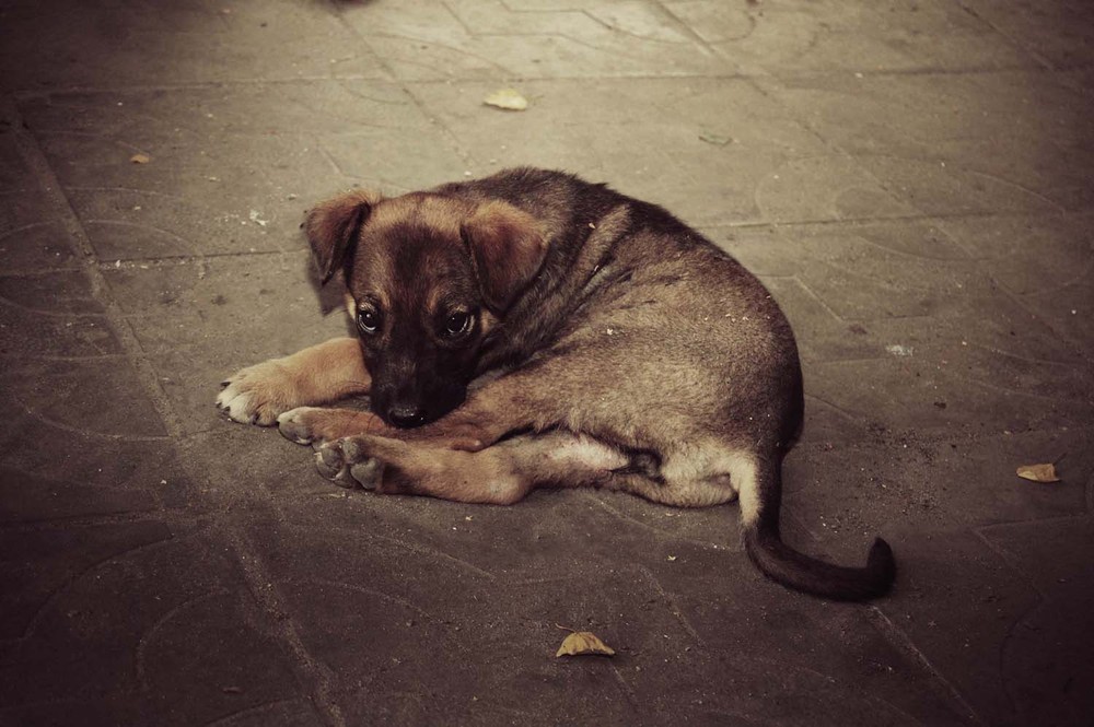 Фотографія Портрет сумної собаки / ZolitKa / photographers.ua