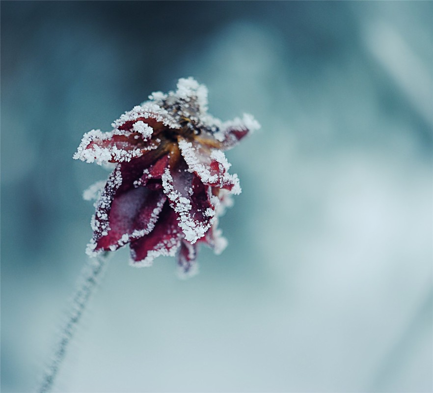 Фотографія замерзла... / Olya Kokhanevych / photographers.ua