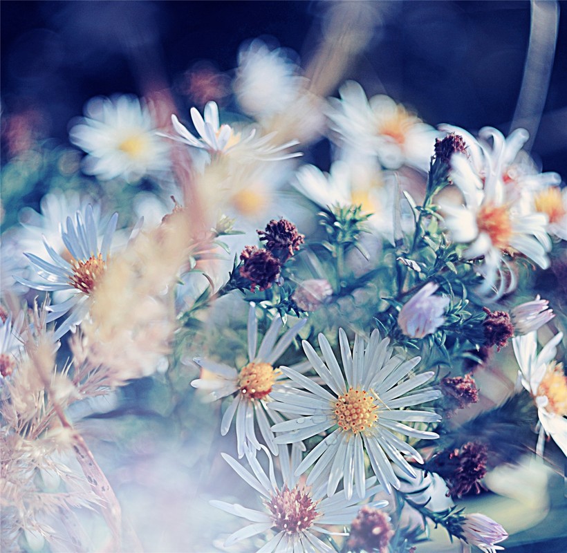 Фотографія fleurs bleues / Olya Kokhanevych / photographers.ua