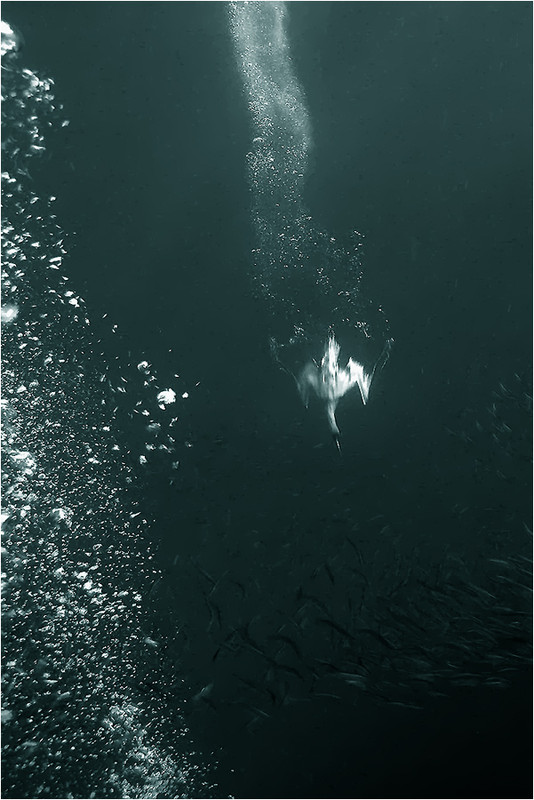 Фотографія Баклан, ныряющий за рыбой... / Сергей Глущенко / photographers.ua