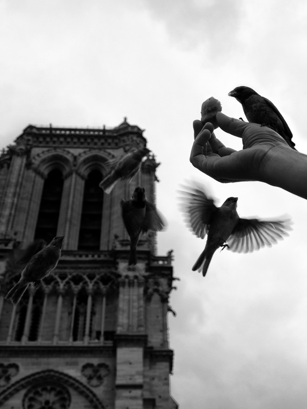 Фотографія Cathedrale Notre-Dame de Paris / Yuliya Effrancey / photographers.ua