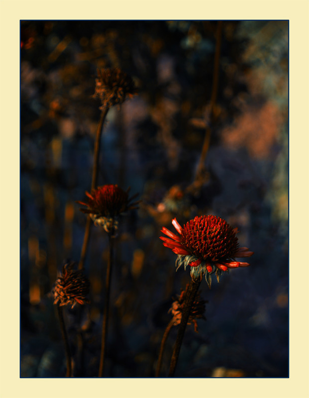 Фотографія Закат.. Осенние цветы / Elvira / photographers.ua
