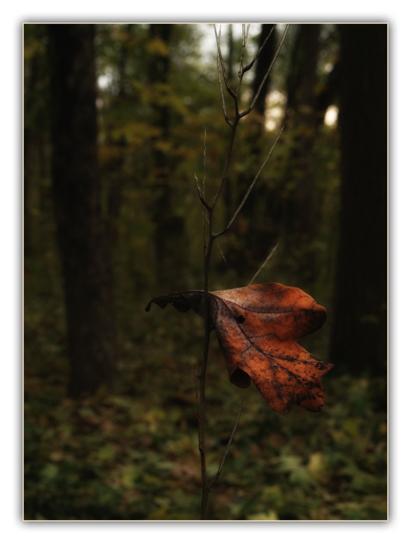 Фотографія The Last Leaf / Elvira / photographers.ua