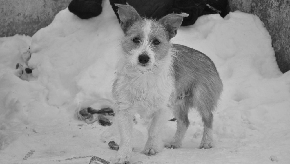 Фотографія Маленький друг / Nazarii Lazur / photographers.ua