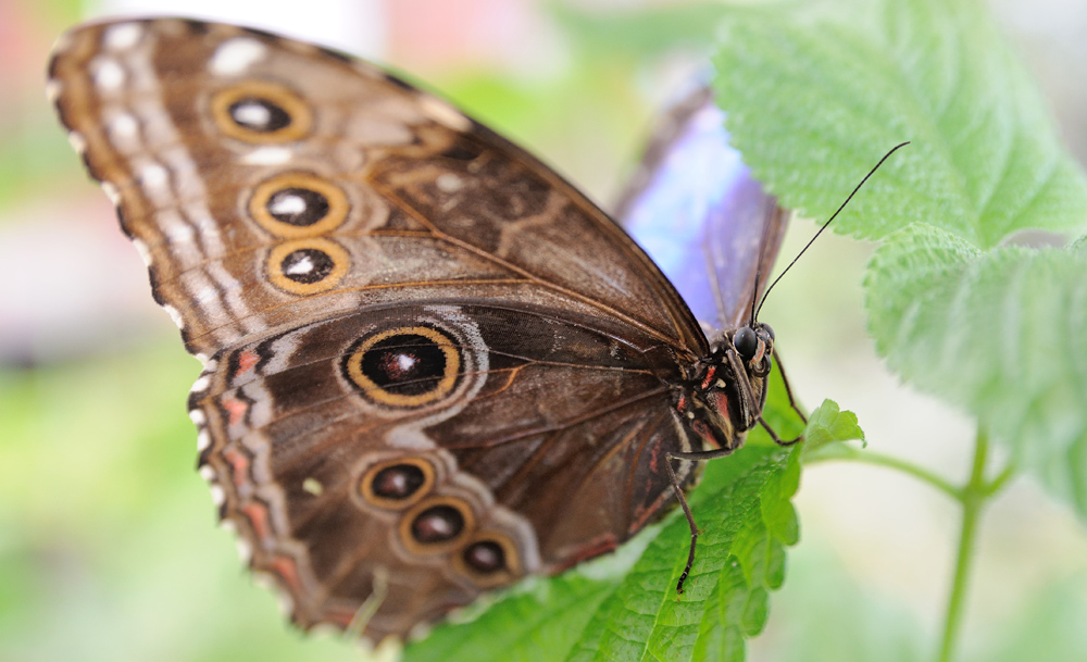 Фотографія ... / VitaliyS / photographers.ua