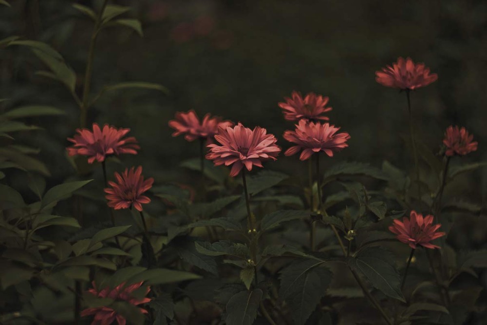 Фотографія Разное / Ivan Bazelyuk / photographers.ua