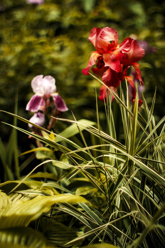 Фотографія Макро / Ivan Bazelyuk / photographers.ua