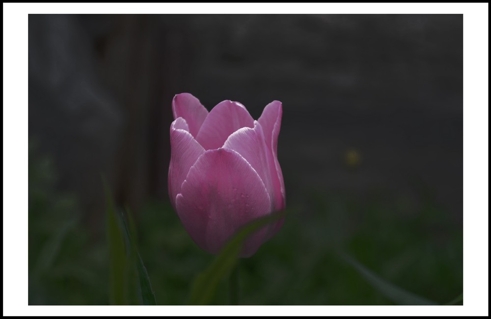 Фотографія *** / Юра Ворожбит / photographers.ua