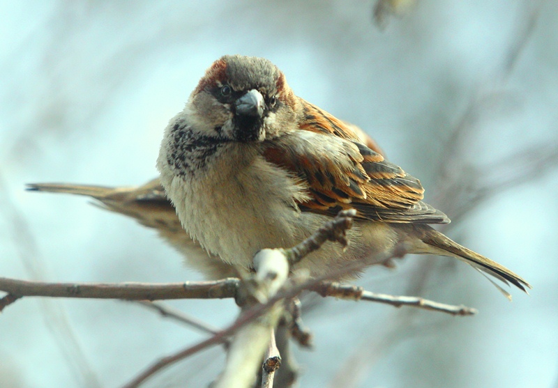 Фотографія Покормите птиц!!!!!!!!!!!!!!!! / Полуэктов Василий / photographers.ua