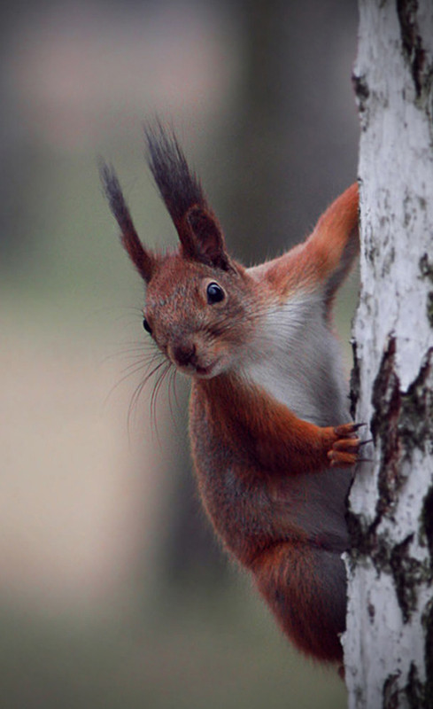 Фотографія Животные / Oleksandr  Tymoshenko / photographers.ua