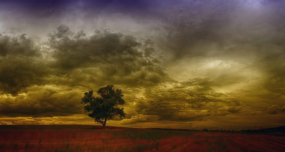 Фотографія Семь дней одного дерева... / Георгий С. / photographers.ua