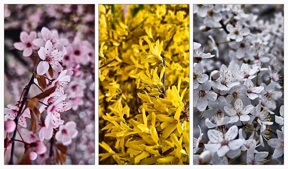 Фотографія Tricolor spring... / Георгий Сутурин / photographers.ua