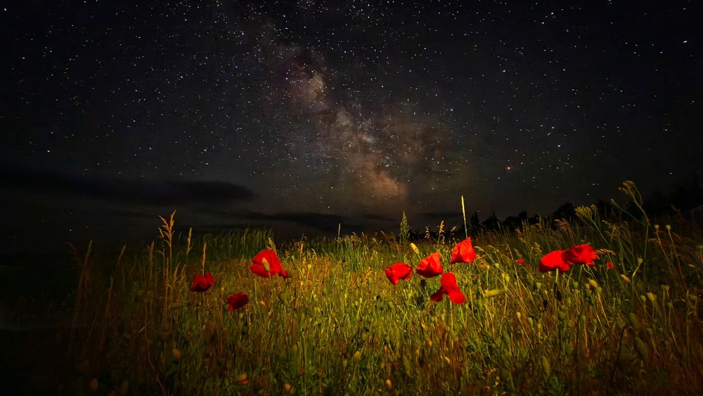 Фотографія Поля Вовчанська... / Георгий Сутурин / photographers.ua