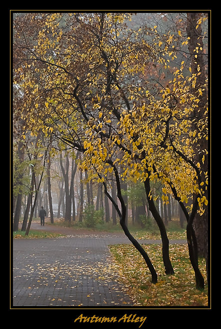 Фотографія Осенняя аллея / Руслан / photographers.ua