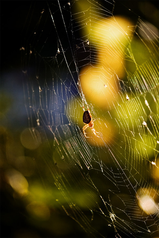 Фотографія *** / KVF / photographers.ua