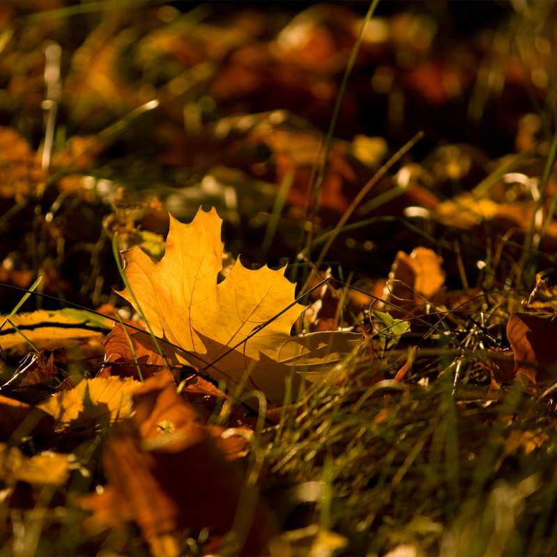 Фотографія *** / KVF / photographers.ua