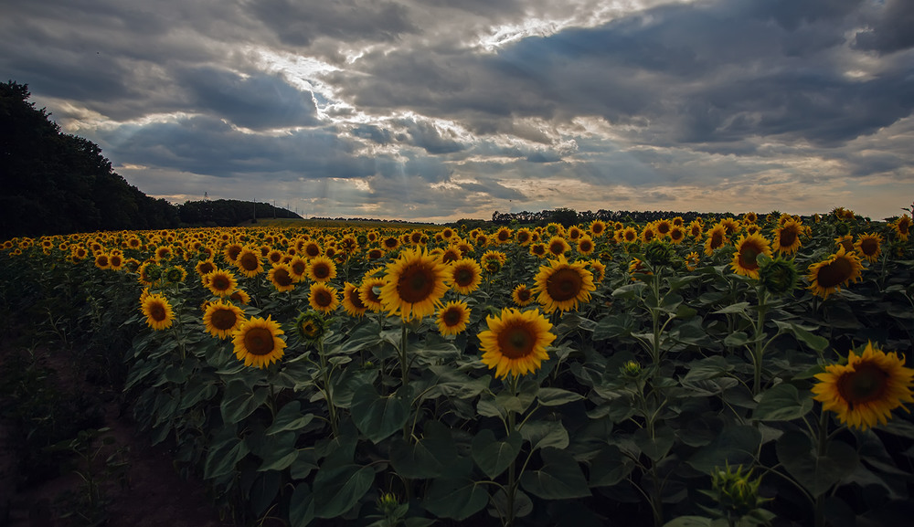 Фотографія *** / KVF / photographers.ua