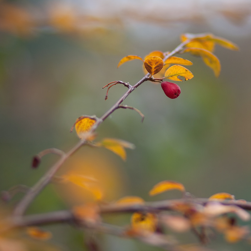 Фотографія *** / KVF / photographers.ua