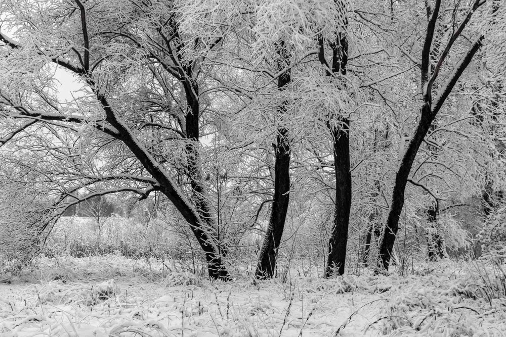 Фотографія Первый снег / Jural / photographers.ua
