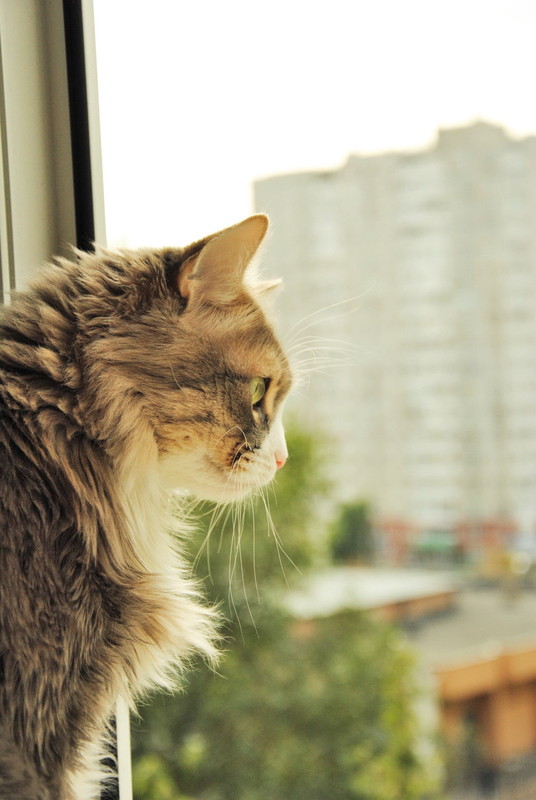 Фотографія Почему кошки любят смотреть в окошко? / Katya Y. / photographers.ua