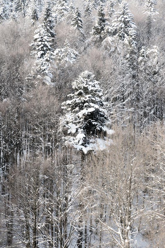 Фотографія Зимові шати. / Олег П'ясецький / photographers.ua