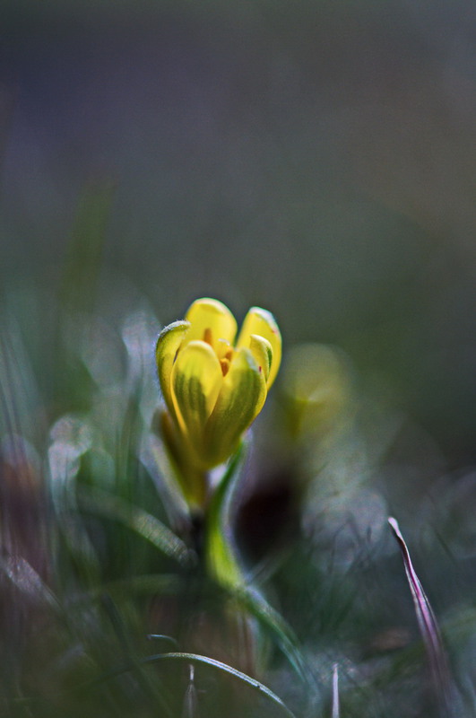 Фотографія Макро / Алла Лисовая / photographers.ua