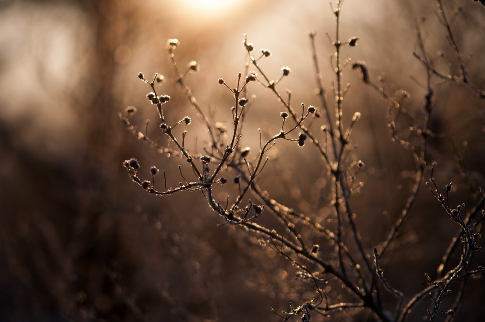 Фотографія Макро / Алла Лисовая / photographers.ua
