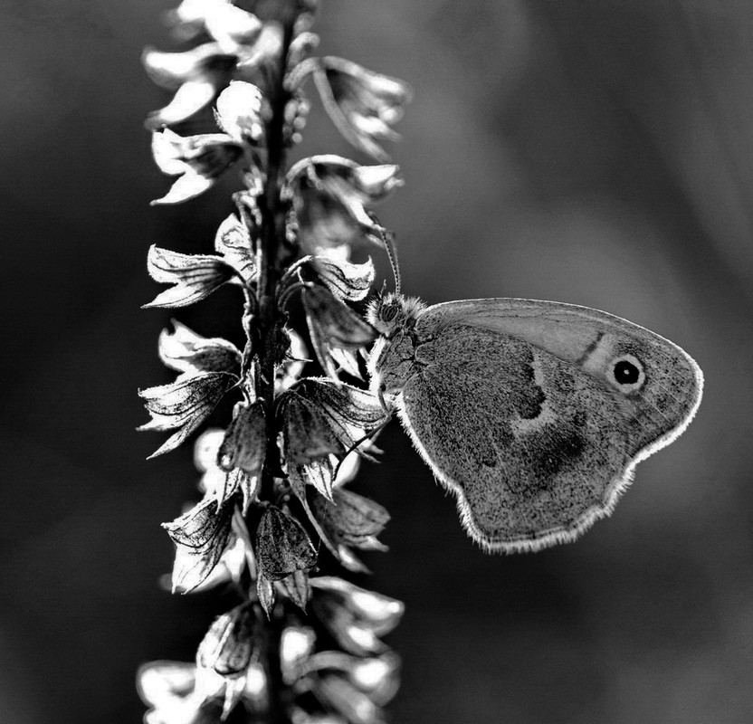 Фотографія Макро / Алла Лисовая / photographers.ua