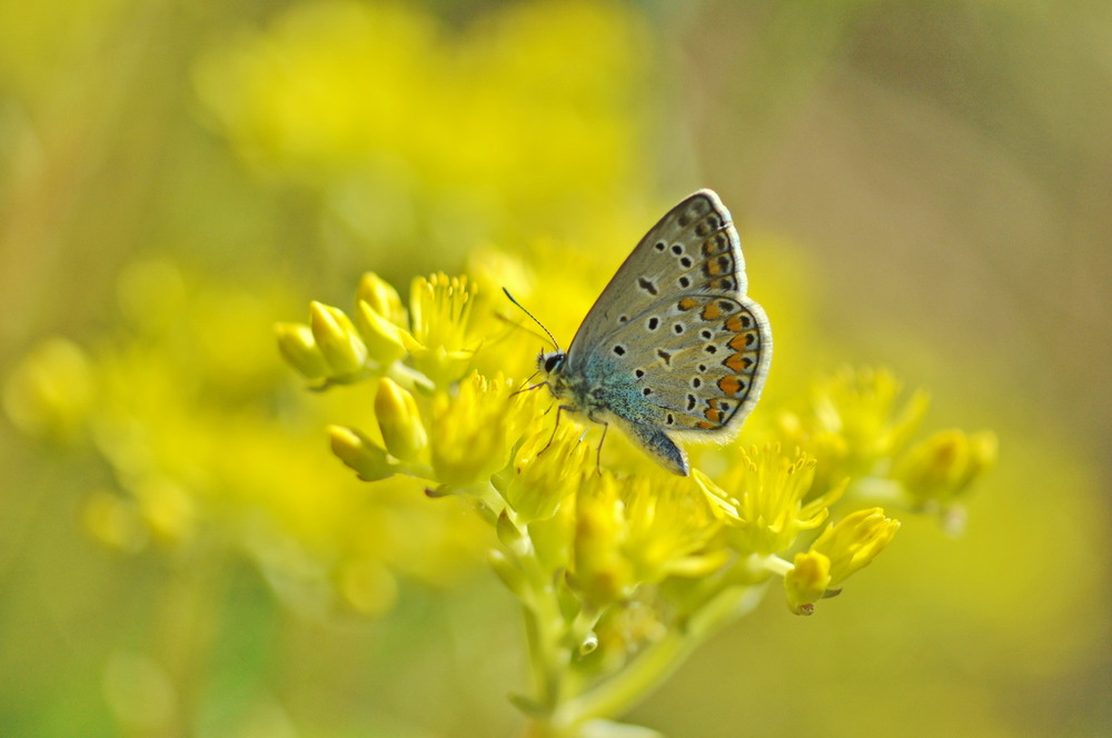 Фотографія Макро / Алла Лисовая / photographers.ua