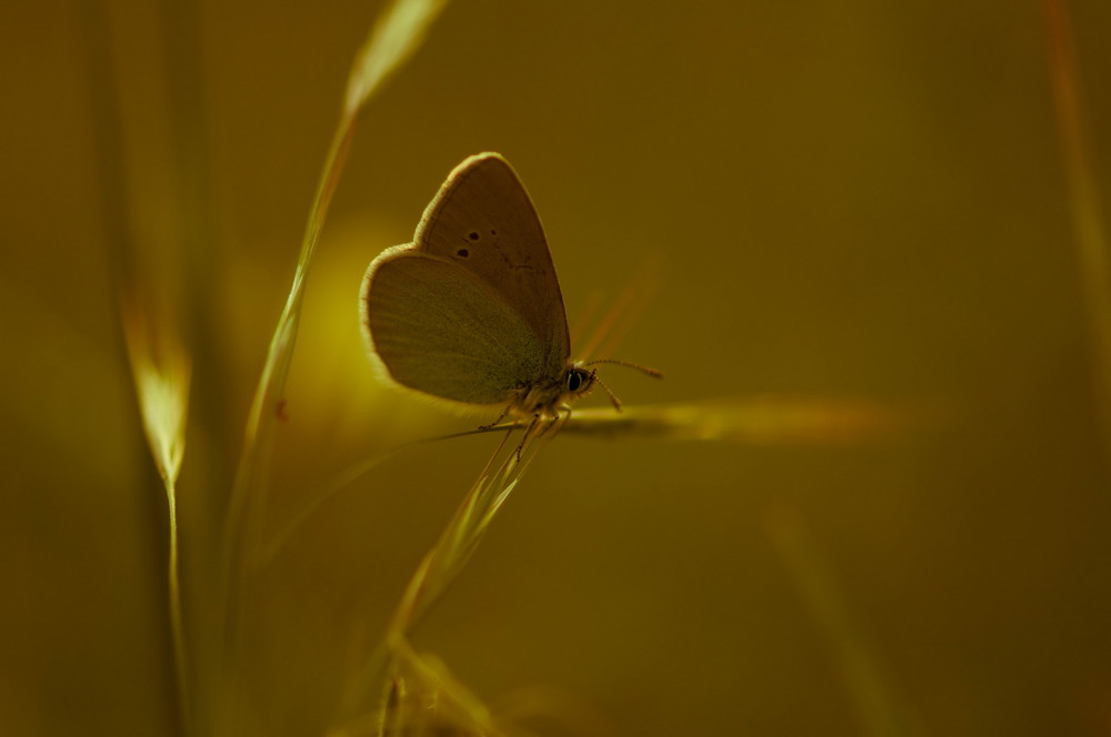 Фотографія Макро / Алла Лисовая / photographers.ua